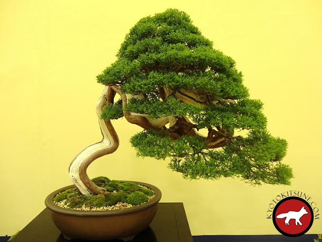 exposition de bonsai de Kyoto