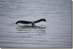 IMG_1511