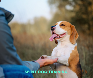 Spirit Dog Training: Transform Your Furry Friend into a Well-Behaved Companion