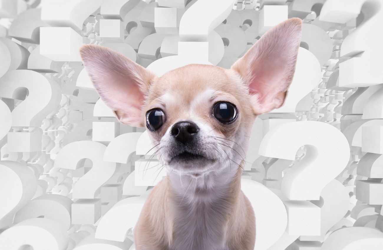 7 Perguntas que seu Cachorro faria ao Veterinário