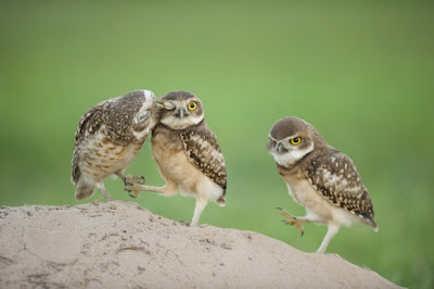 مجموعة مميزة من صور الحياة البرية Wildlife Photos للمصور العالمي بينس ميت