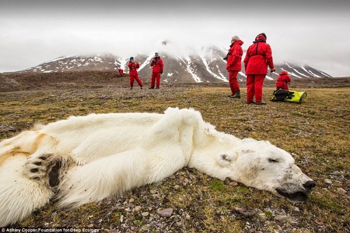 20 Pictures That Prove That Humanity Is In Danger - This polar bear starved to death in Svalvard, Norway