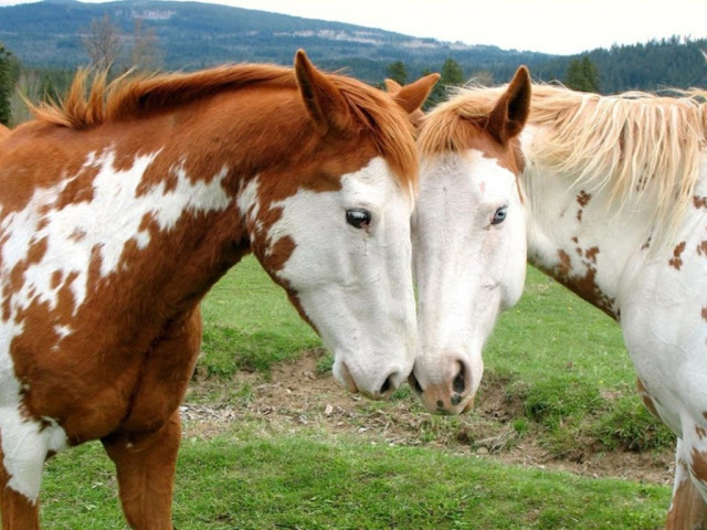 Two Love Horses Wallpaper