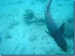 7767 Semi Sub Coral World Charlotte Amalie St Thomas USVI