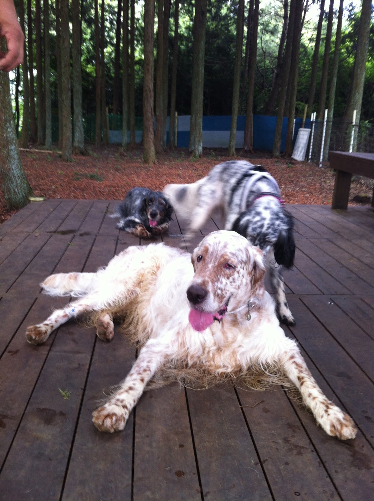 犬と星見る 足柄ドッグラン その2