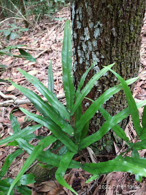 Lindsaea ensifolia