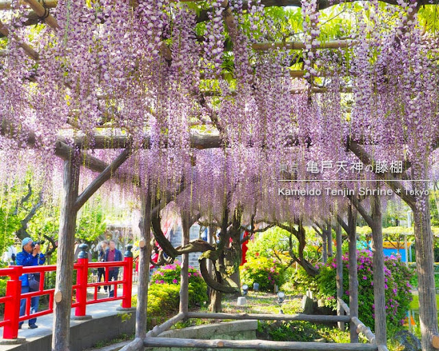 亀戸天神社の藤棚