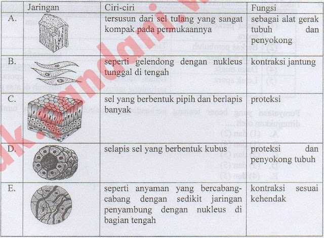 Pada tabel berikut  hubungan yang  tepat  antara jaringan  