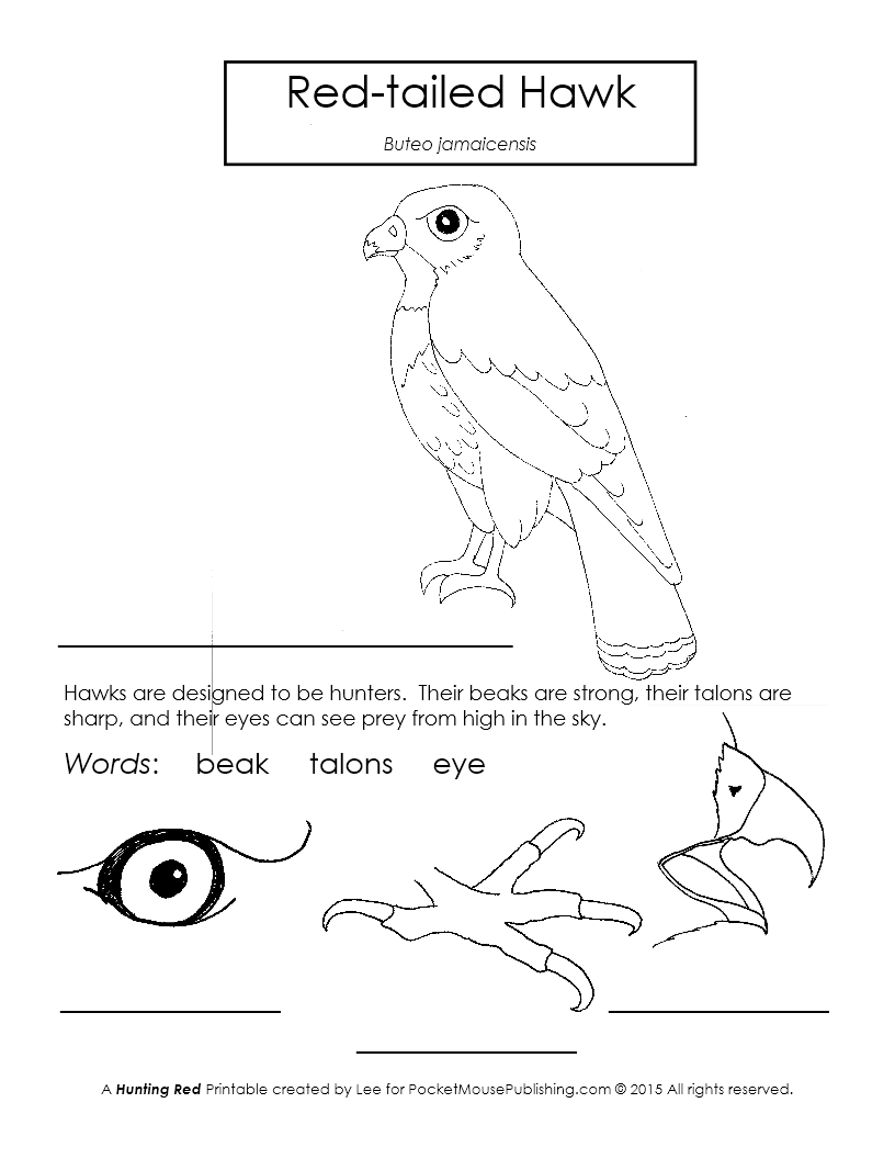 Red-tailed Hawk Printable Worksheet