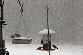 the copper-topped, wind-blown feeder in the snow