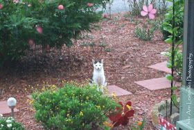 Mystic Elsie Sitting in My Front Yard Garden in Leesburg, Florida