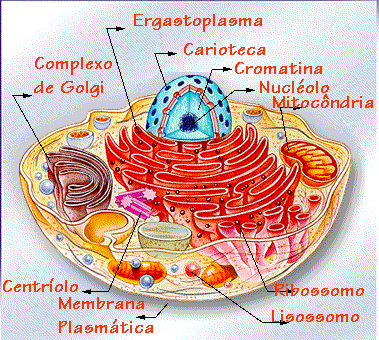 celula animal y sus partes. PARTES DE UNA CÉLULA ANIMAL