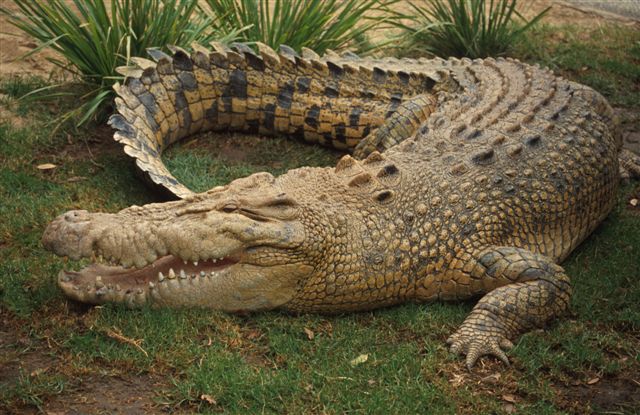 Crocodile