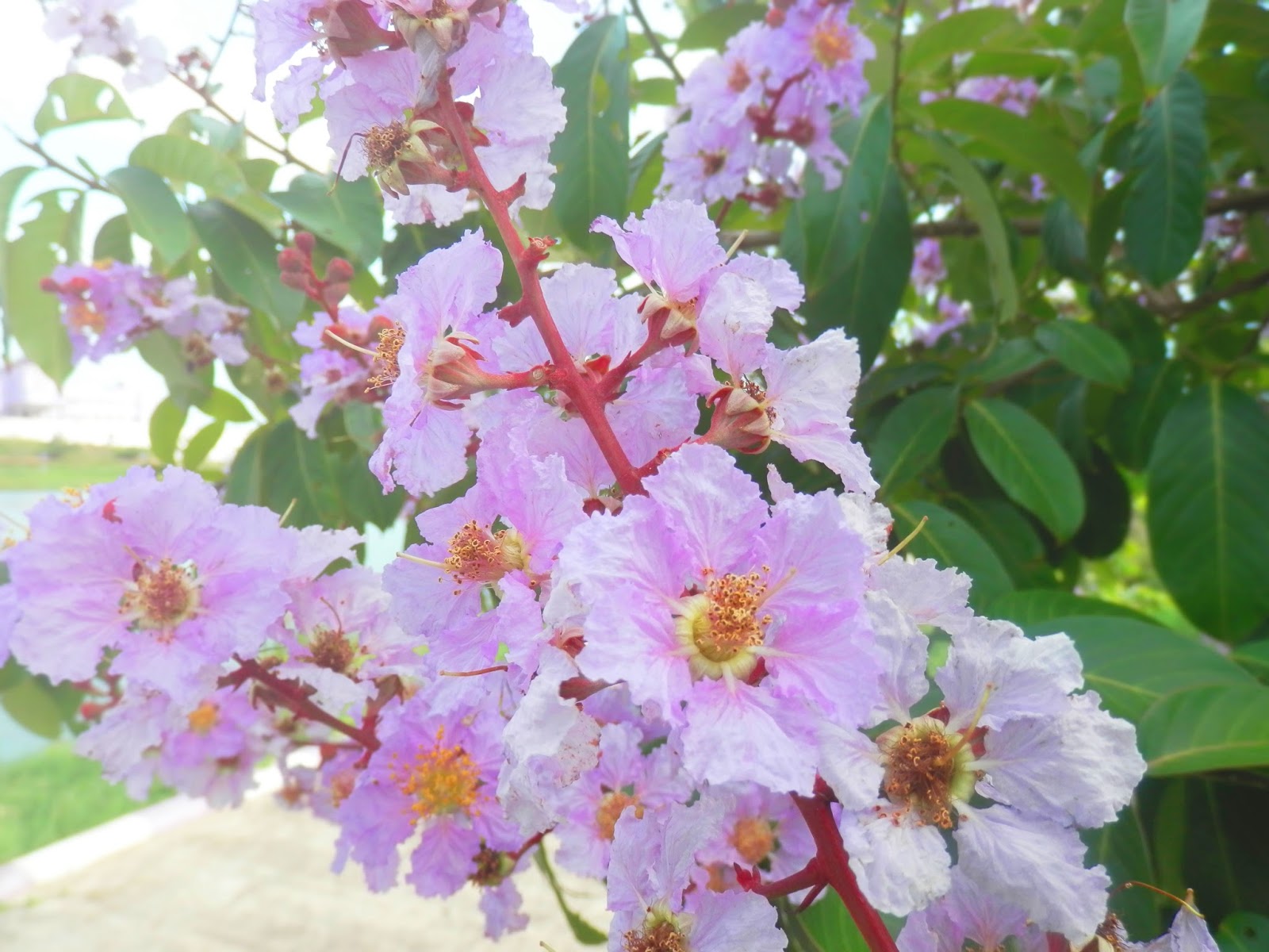 Lagerstroemia speciosa Bungur  Flower Bunga Bungur  