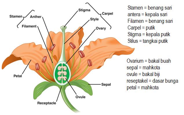 gambar bunga sempurna dan bagiannya