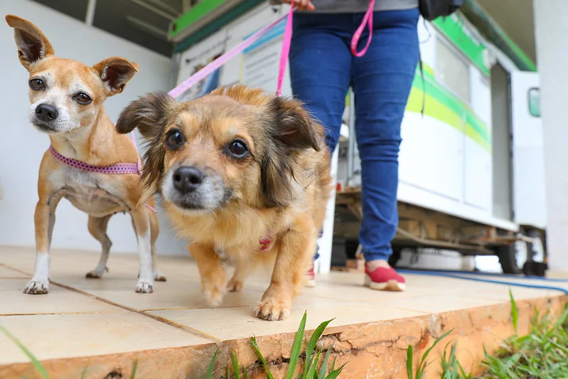 Levantamento tem como objetivo avaliar informações sobre a saúde geral de cães e gatos que vivem em ambiente doméstico | Foto: Paulo H. Carvalho/Agência Brasília