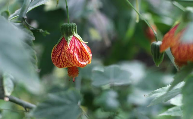 Flowering Maple Flowers Pictures