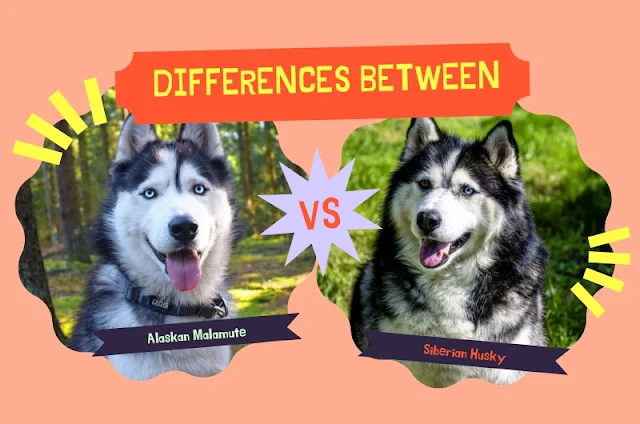 Differences Between Alaskan Malamute and Siberian Husky