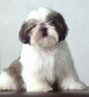 Cute Shih Tzu Puppy Photos