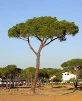 Portamento Ombrelliforme - Pinus pinea