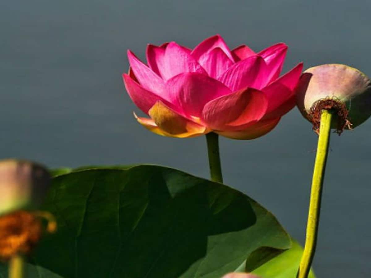 Red Lotus Flower Images - Lotus Flower Images, Picture Download - Lotus flower NeotericIT.com