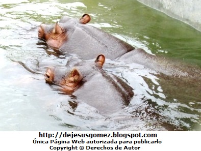 Foto de hipopótamos pasenado juntos bajo el agua. Foto de hipopótamos de Jesus Gómez