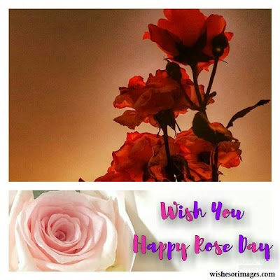 Wish You Happy Rose Day Images,Wish You Happy Rose Day Images 2020