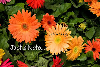 Gerbera Daisies Wallpapers