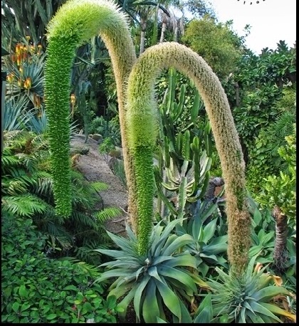 De nome científico Agave attenuata, a planta é conhecida também como agave-dragão. É originária do México, bastante resistente e suporta bem climas que vão do calor ao frio extremos, assim como a escassez de água . 