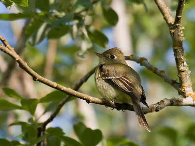 Pacific-slope Flycatcher