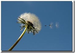 dandelion