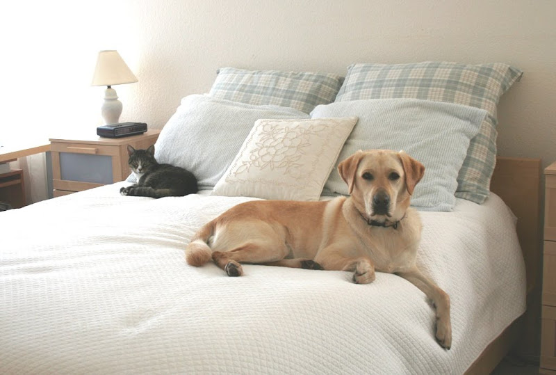 our grey tabby cat Angie and yellow Lab Cabana laying on opposite sides of our queen bed with a white comforter and blue pillows