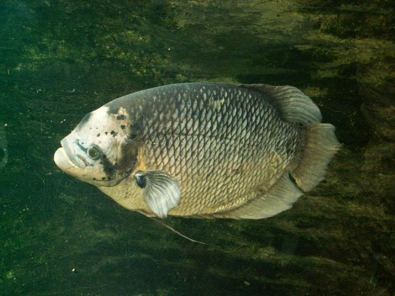 gambar ikan grameh