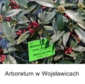  Arboretum w Wojsławicach