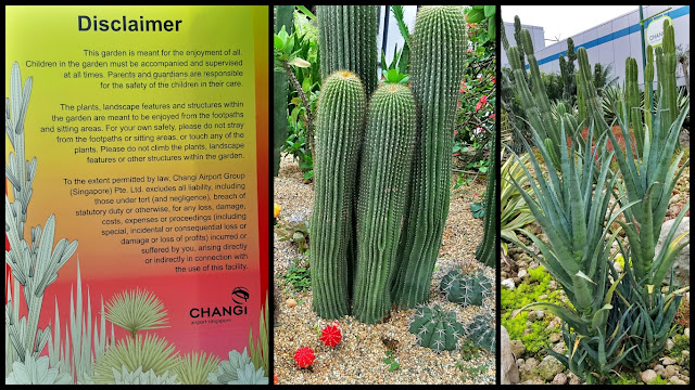 Changi Airport Terminal 1 Cactus Garden