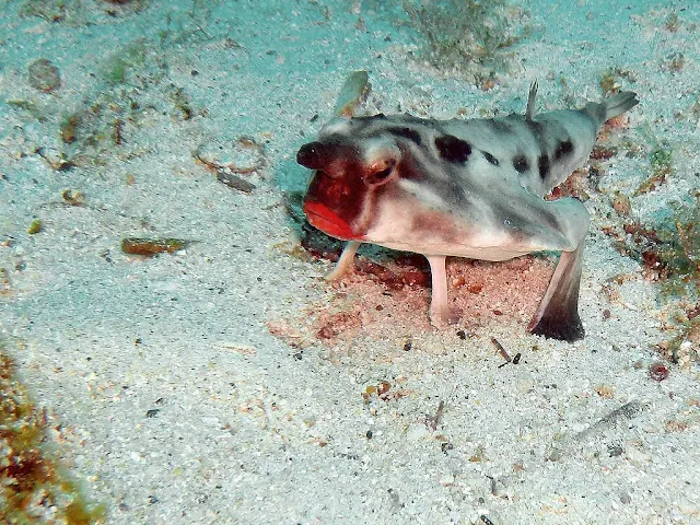 Hewan aneh Red-lipped Batfish