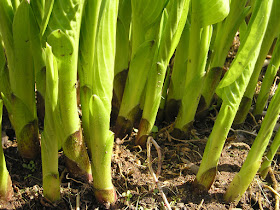 hostas buds coming up in spring