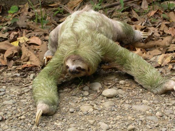 Sloth - Rare and Different South American Mammal Seen On www.coolpicturegallery.us