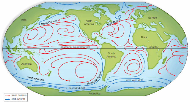 FIGURE 4 Ocean currents. The arrows on this map indicate the locations and directions of the major ocean currents set in motion by the global wind circulation. By carrying warm water to cool latitudes (e.g., the Gulf Stream) and cool water to warm latitudes (e.g., the Humboldt Current), these currents have a major effect on the world’s climates.