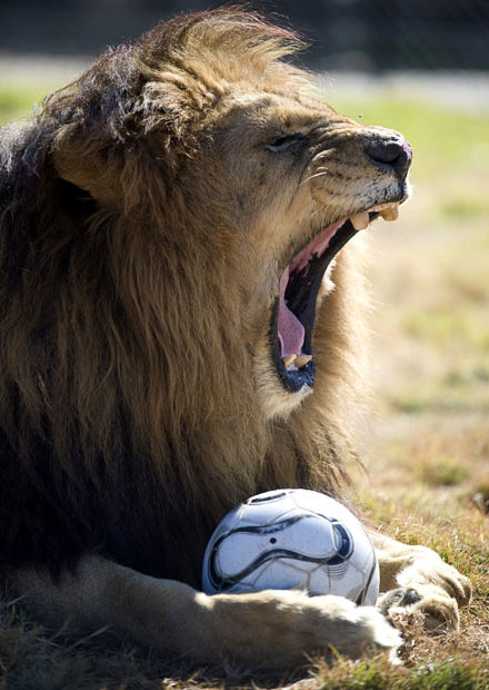 Leone che pensava che i mondiali di calcio fossero più divertenti