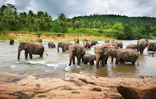 Manada de elefantes africanos tomando agua en el río