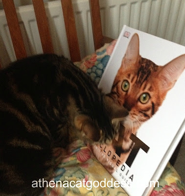 The Cat Encyclopedia