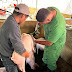 Maga fortalece e incrementa controles sanitarios en porcinos de San Juan Sacatepéquez