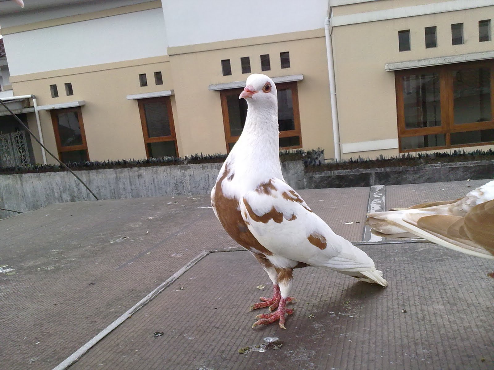 Wallpaper Burung Dara Merpati Reges