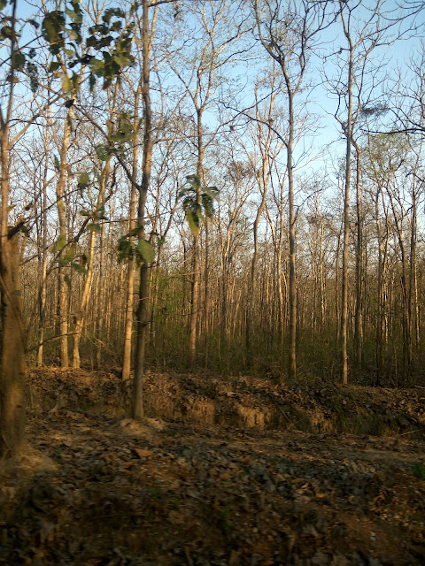 yellapur-forest-karnataka