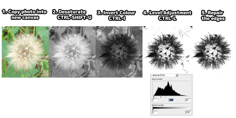 Creating Photoshop Dandelion Brush From Photo