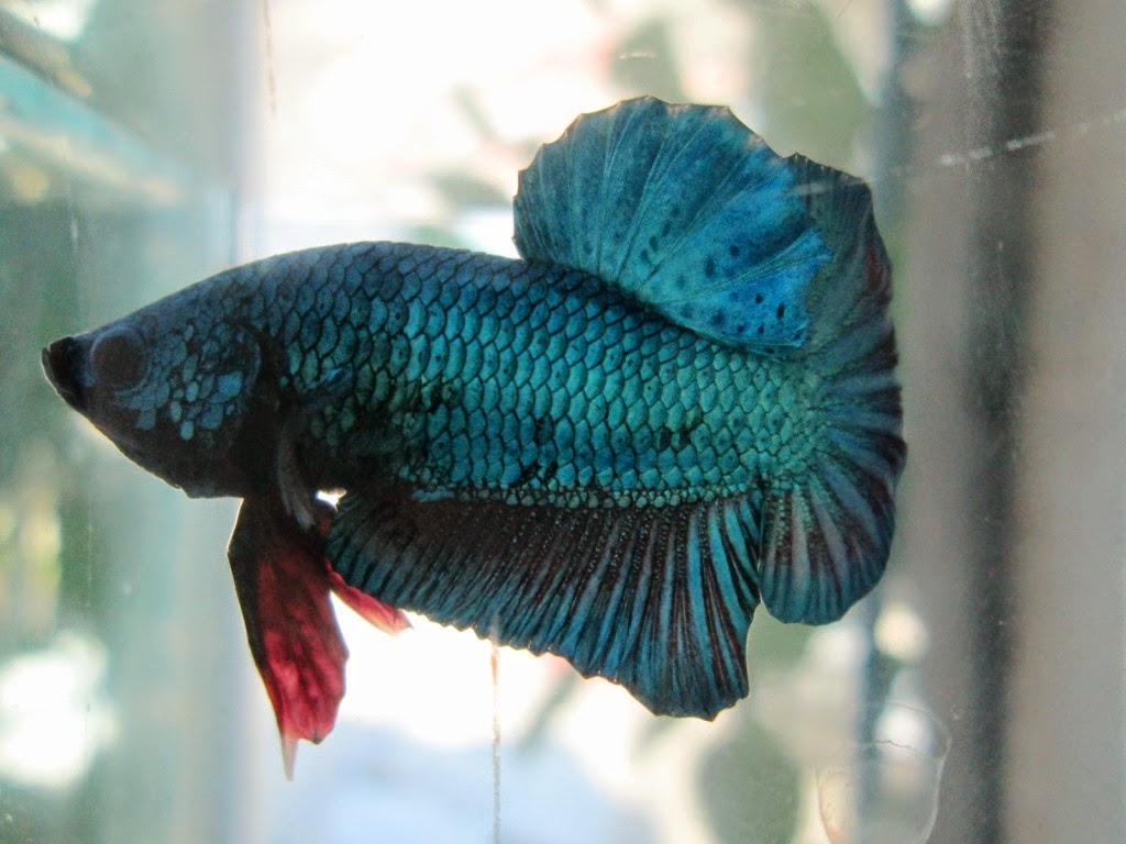 Ikan Cupang Harga Murah Cupang Hias Grosir Betta Splendens