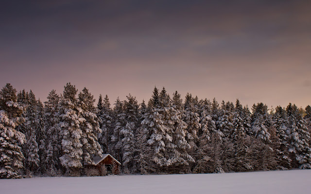 Bosques de Abetos en Invierno Paisajes Naturales