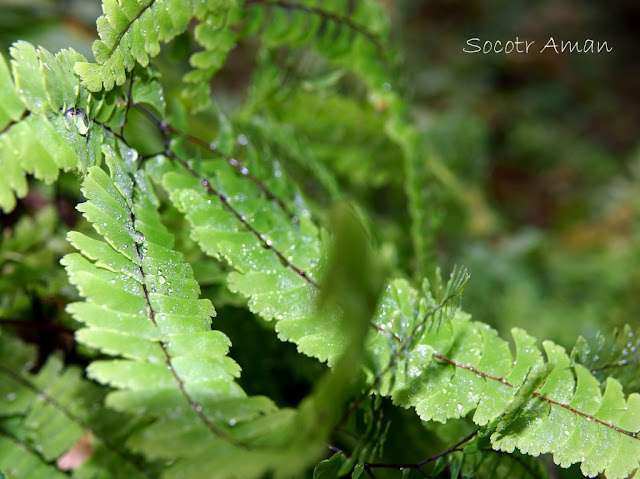 Adiantum pedatum