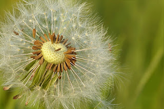 Les avantages de l'herbe de pissenlit